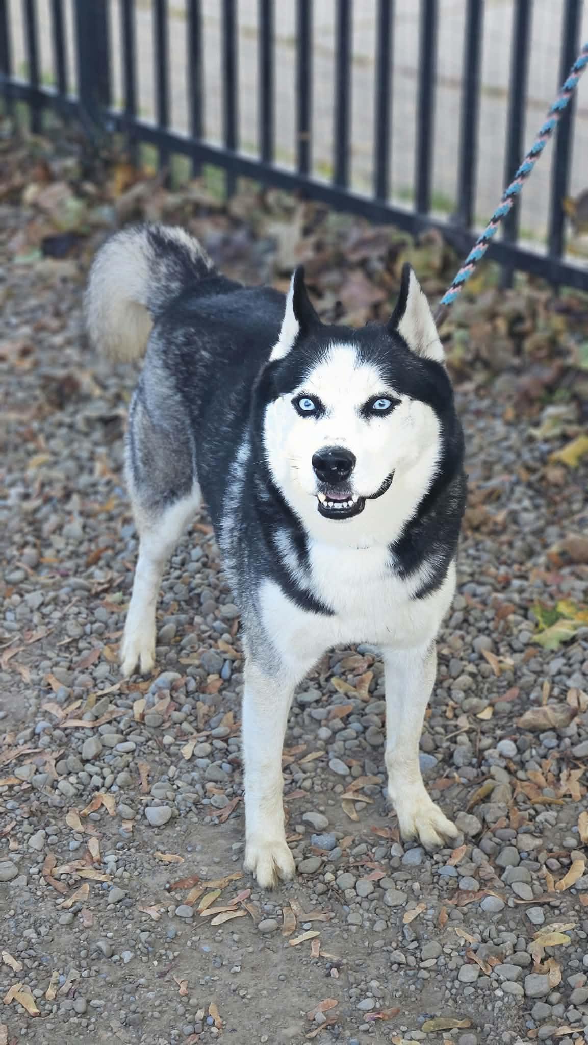 Enlarge Wolfgang, a Adoptable Siberian Husky in Buffalo, NY image 1/6