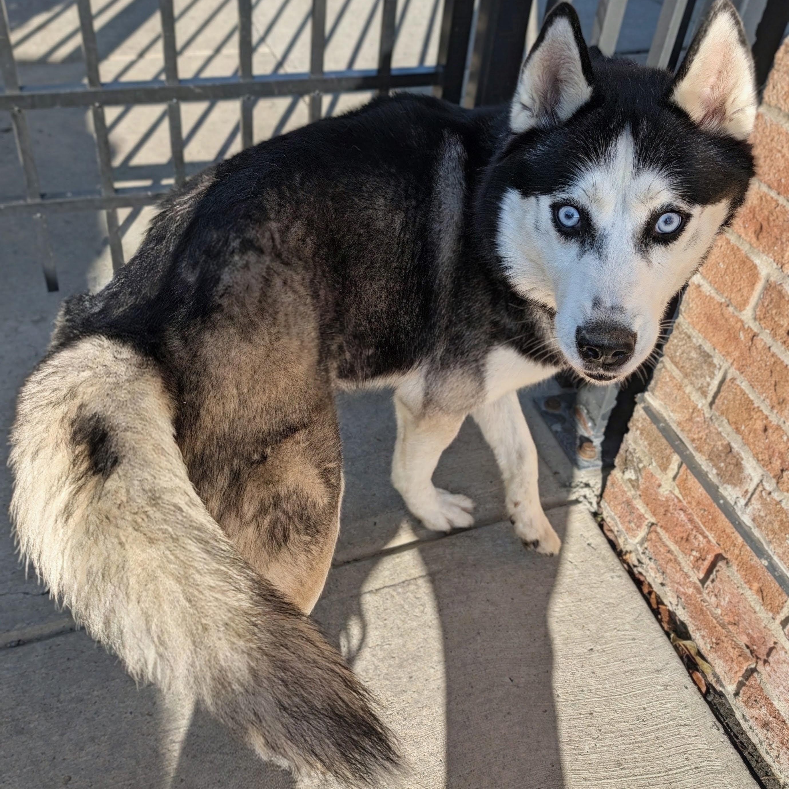 Enlarge Wolfgang, a Adoptable Siberian Husky in Buffalo, NY image 5/6