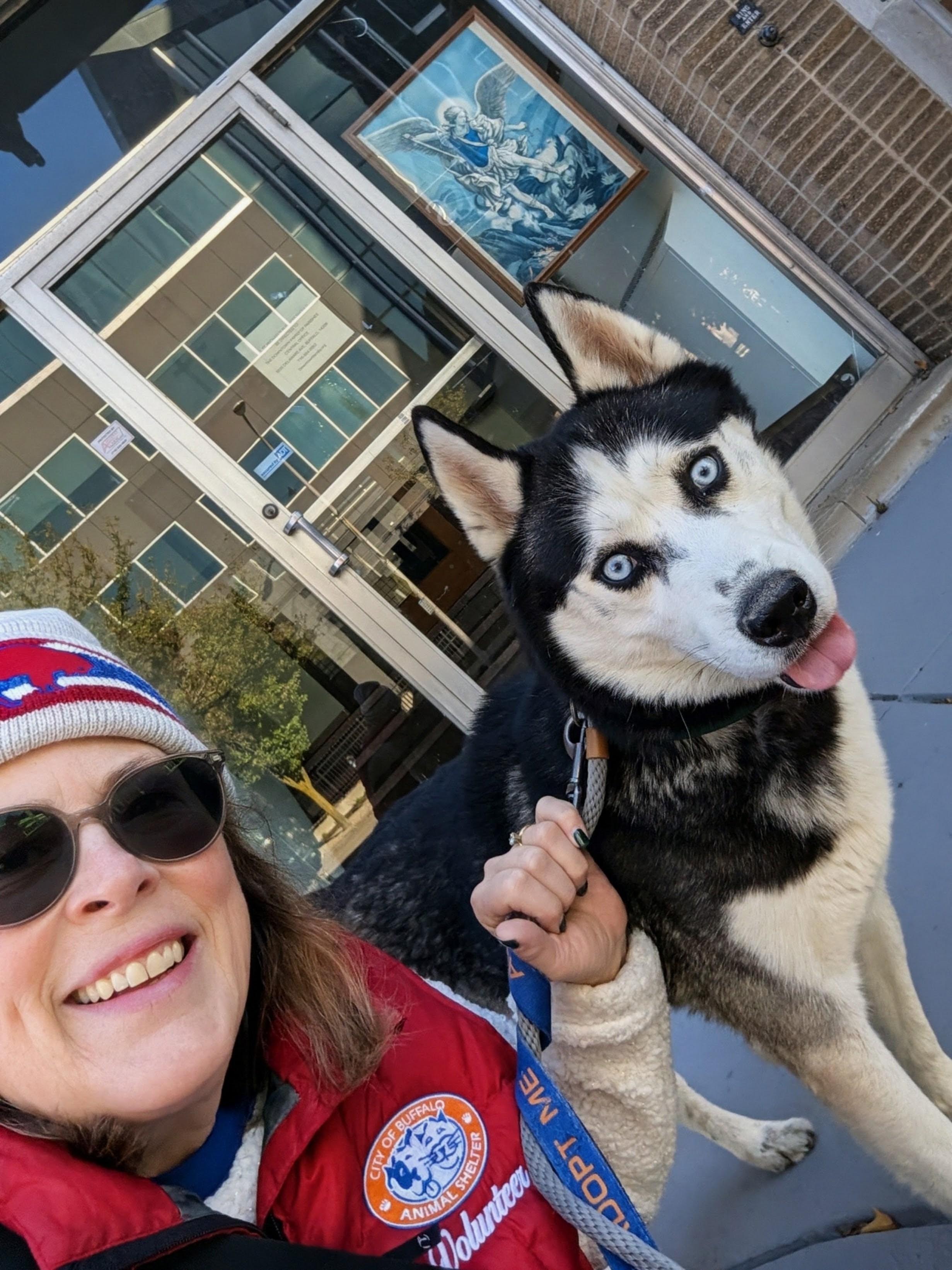 Enlarge Wolfgang, a Adoptable Siberian Husky in Buffalo, NY image 4/6