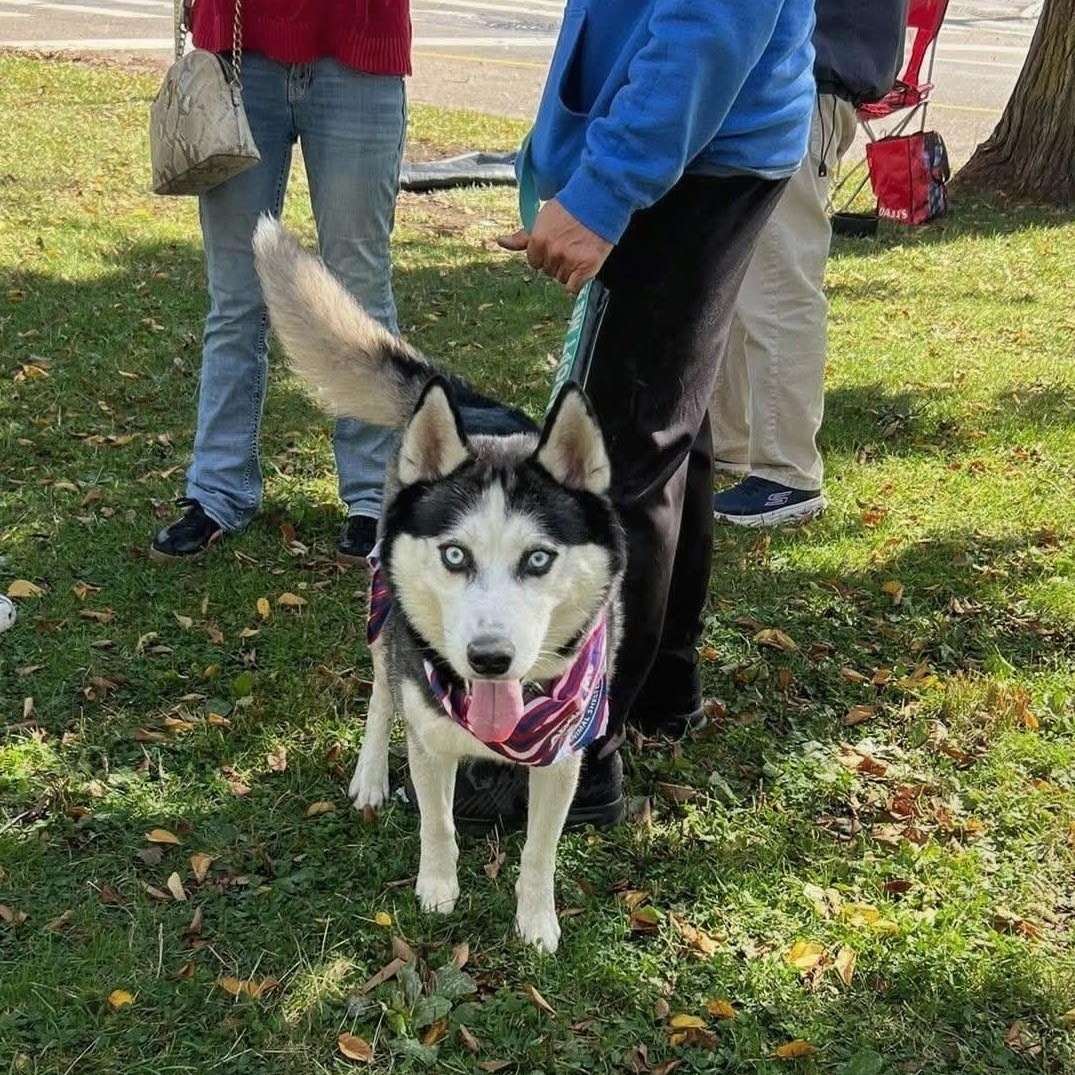 Enlarge Wolfgang, a Adoptable Siberian Husky in Buffalo, NY image 6/6