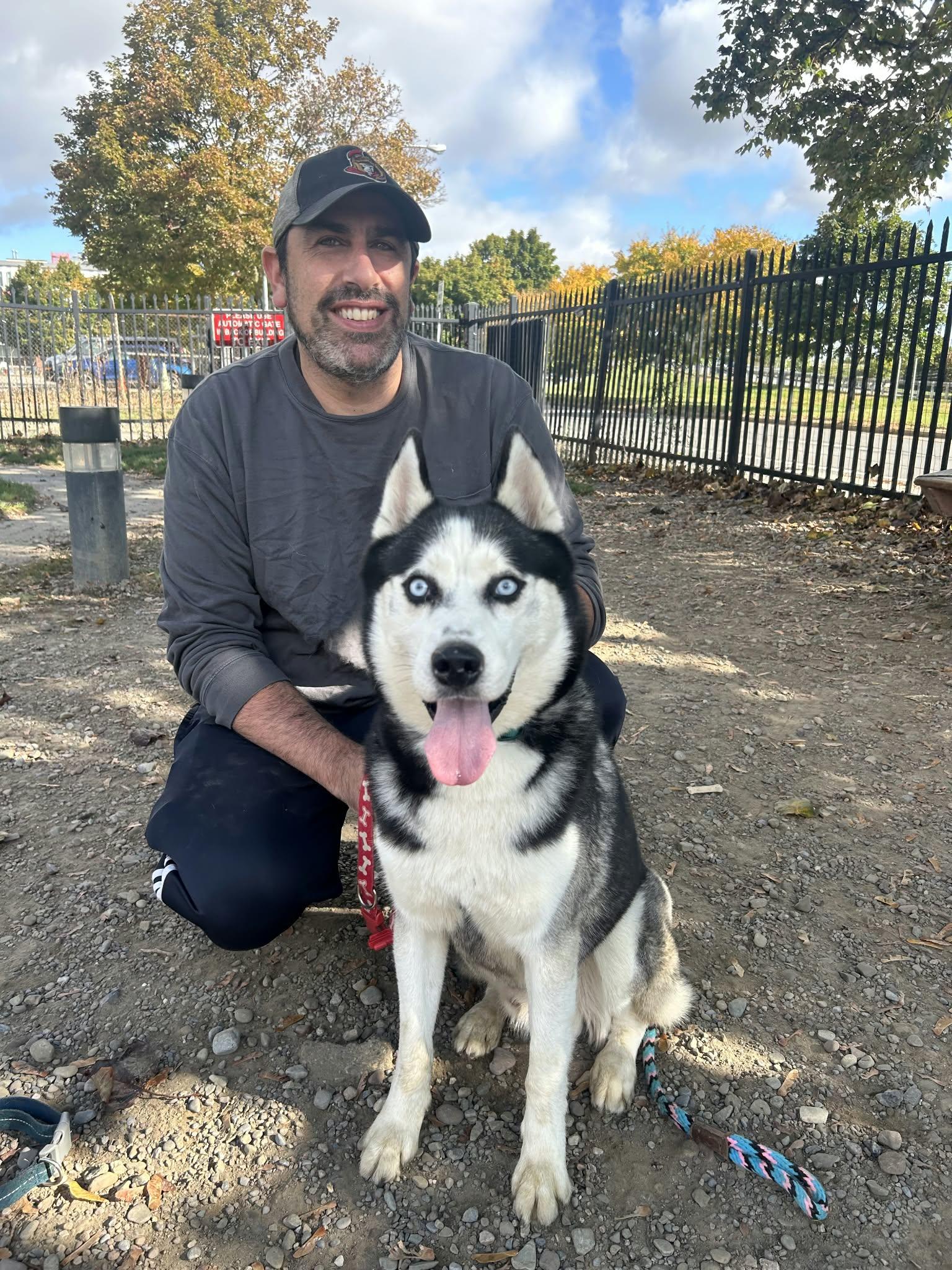 Enlarge Wolfgang, a Adoptable Siberian Husky in Buffalo, NY image 3/6