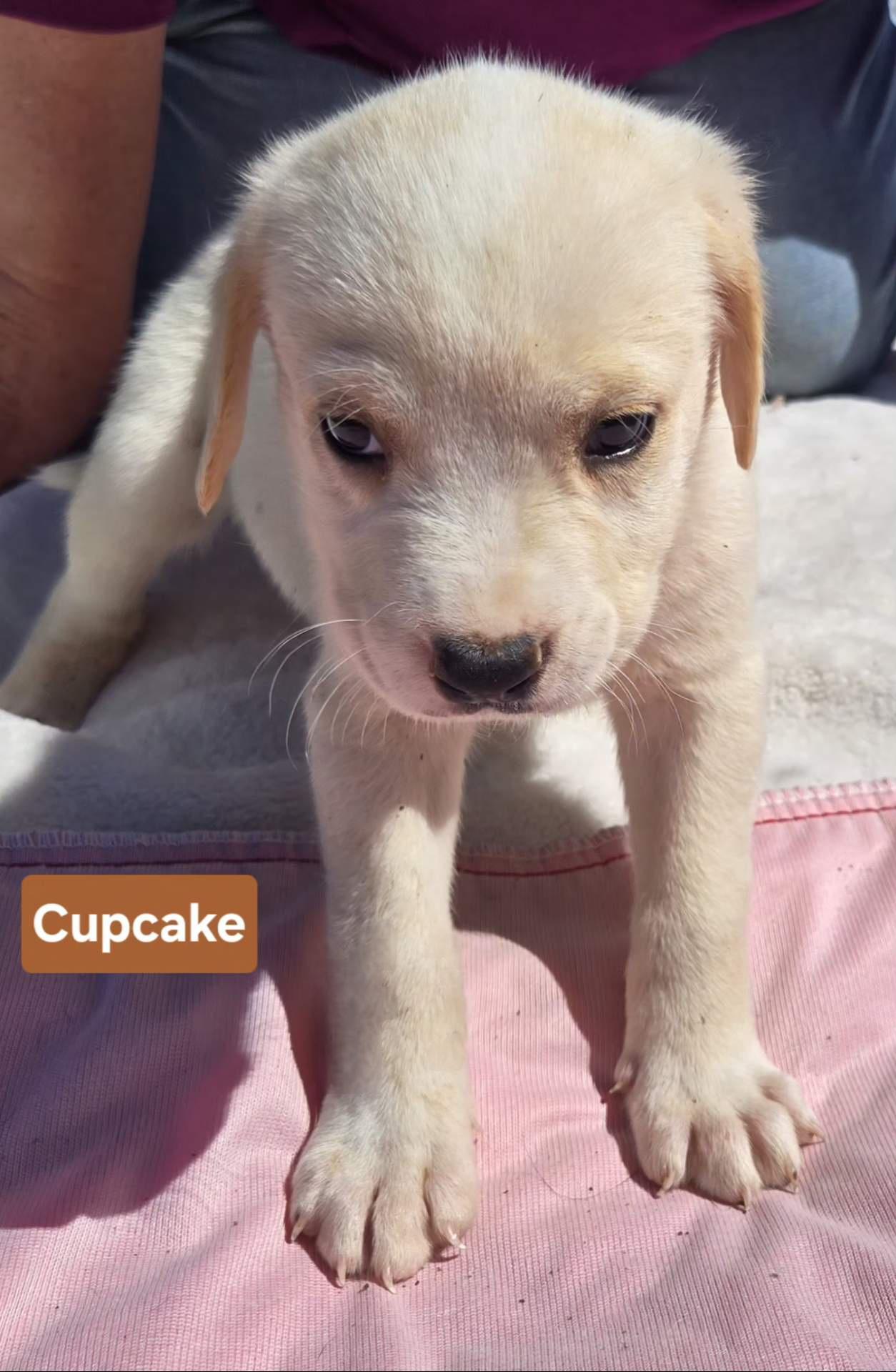 Enlarge CUPCAKE   $425, an adopted mixed breed in Milwaukee, WI image 3/3