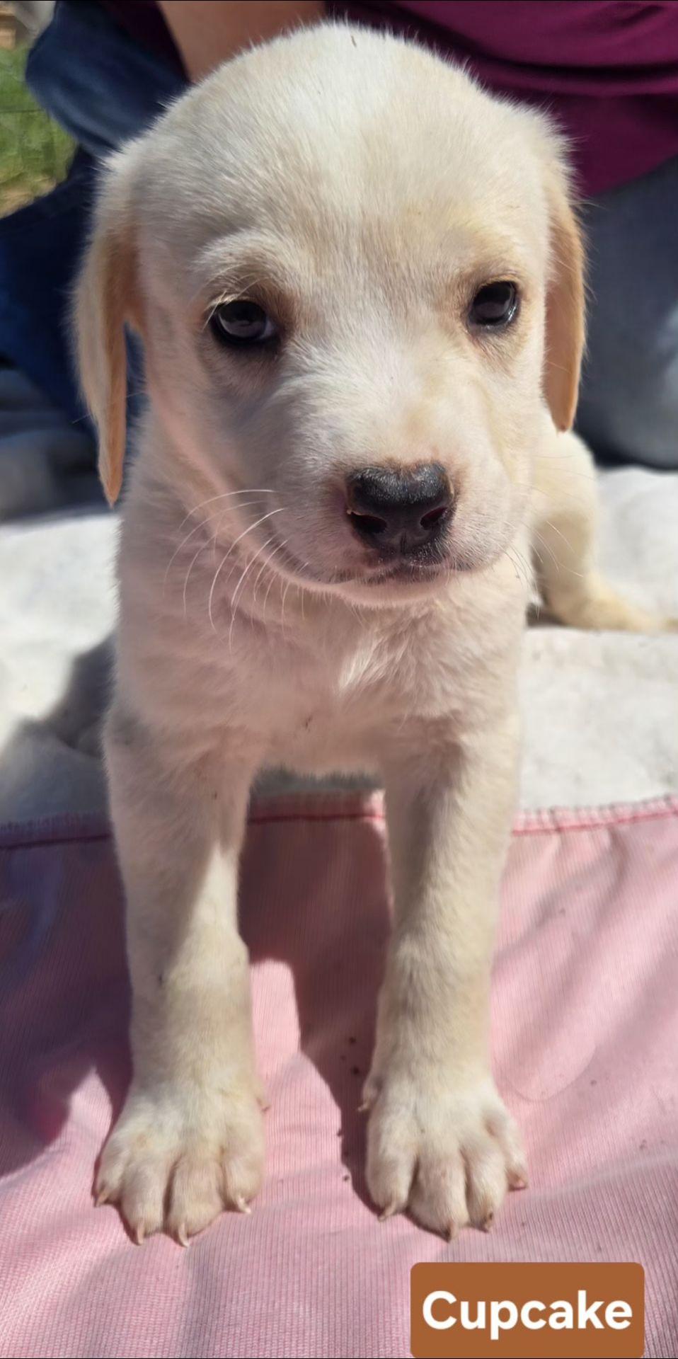 Enlarge CUPCAKE   $425, an adopted mixed breed in Milwaukee, WI image 1/3