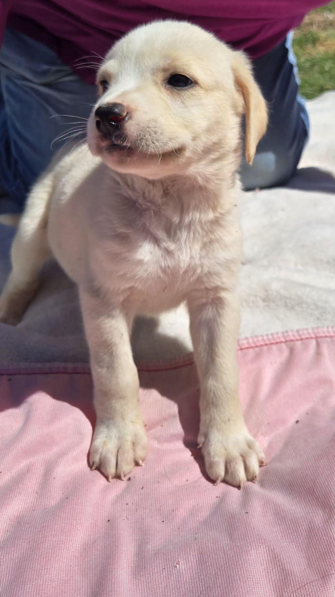 Enlarge CUPCAKE   $425, an adopted mixed breed in Milwaukee, WI image 2/3