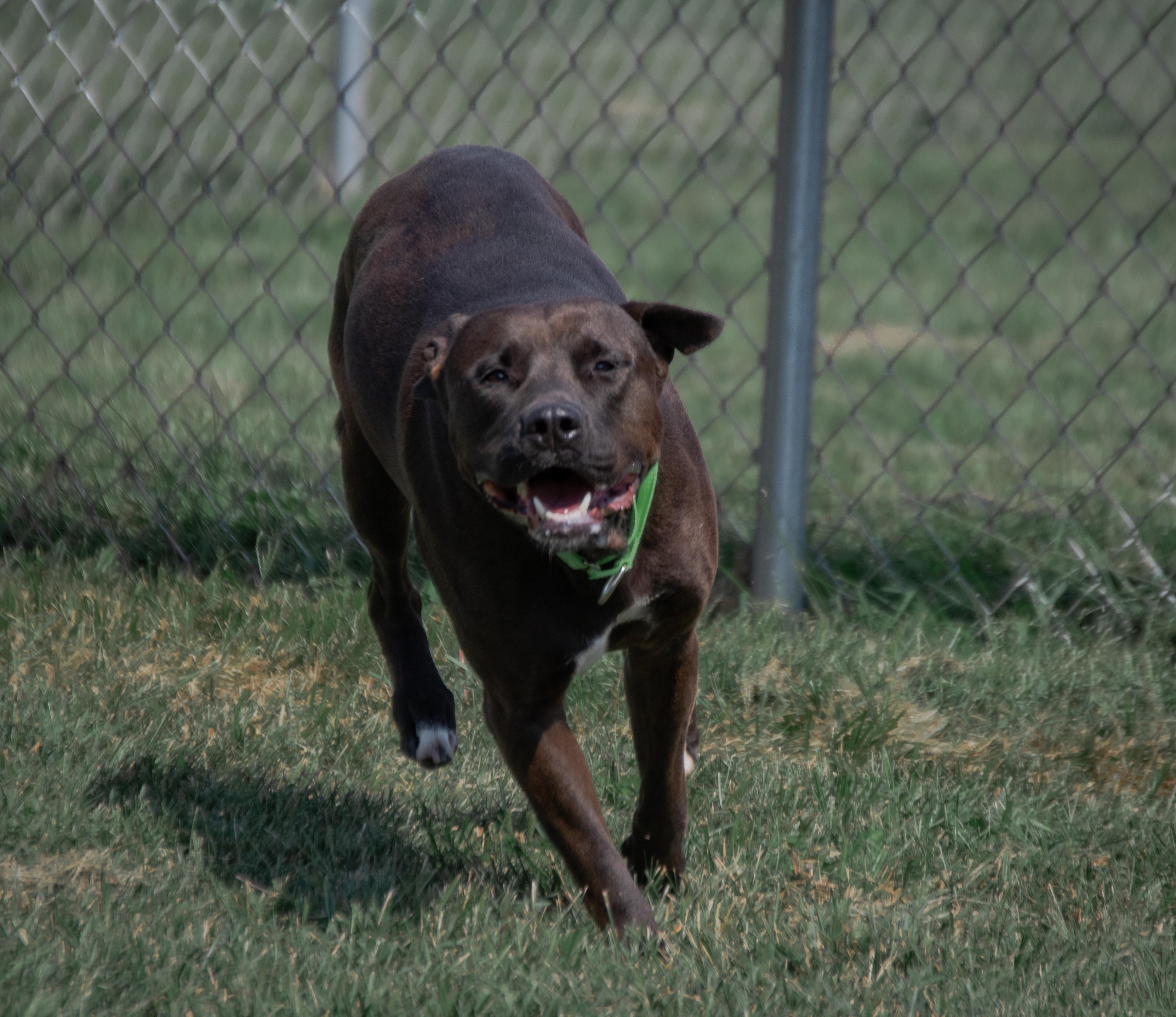 Betty, Adoptable, Adult Female Pit Bull Terrier.