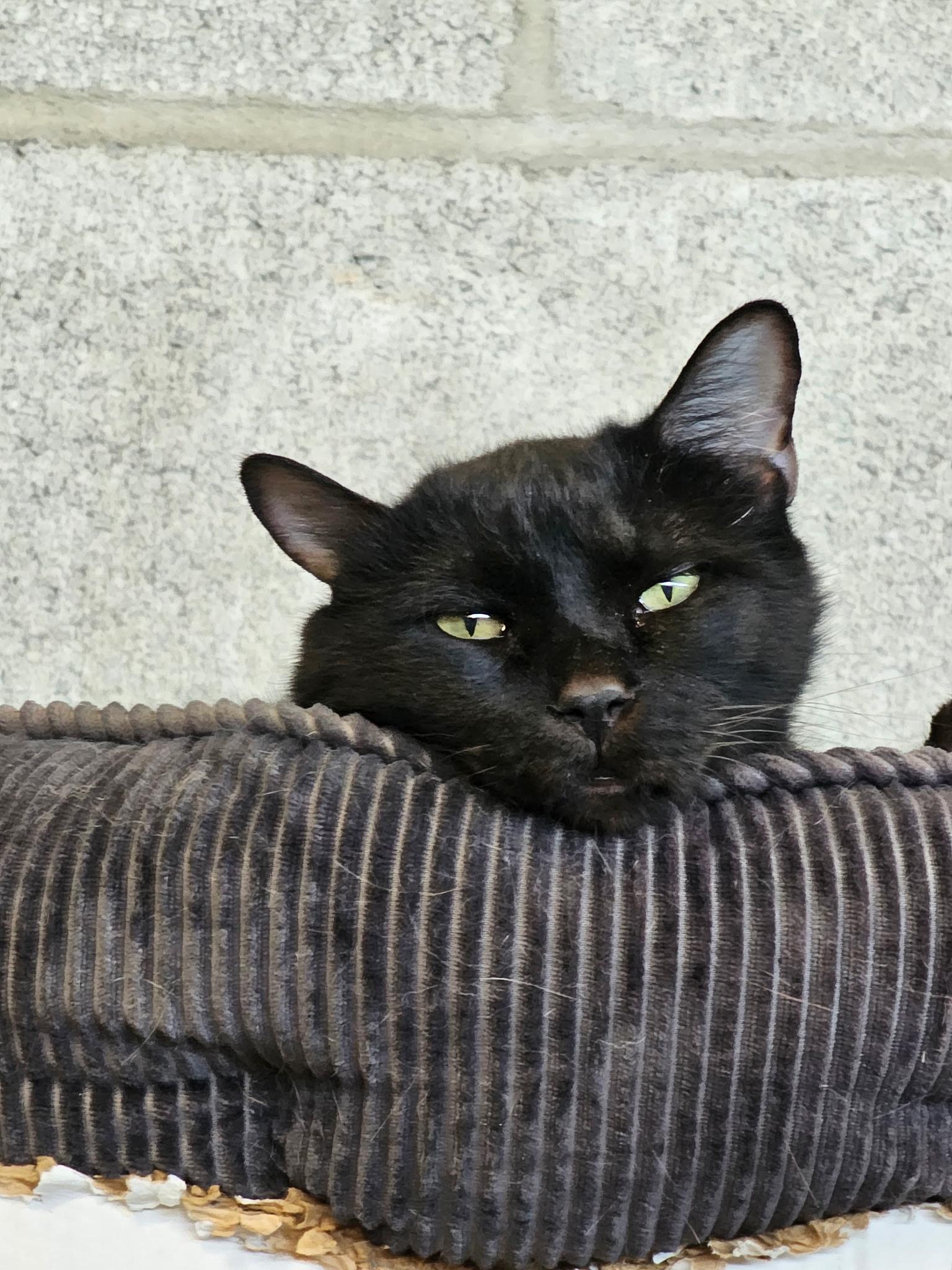 Enlarge Maxine - Talkative Friend, a Adoptable Domestic Short Hair in Fountain Valley, CA image 1/2