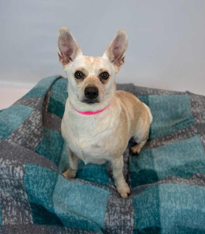 Enlarge Kizzy, a Adopted mixed breed in Kennesaw, GA image 4/6