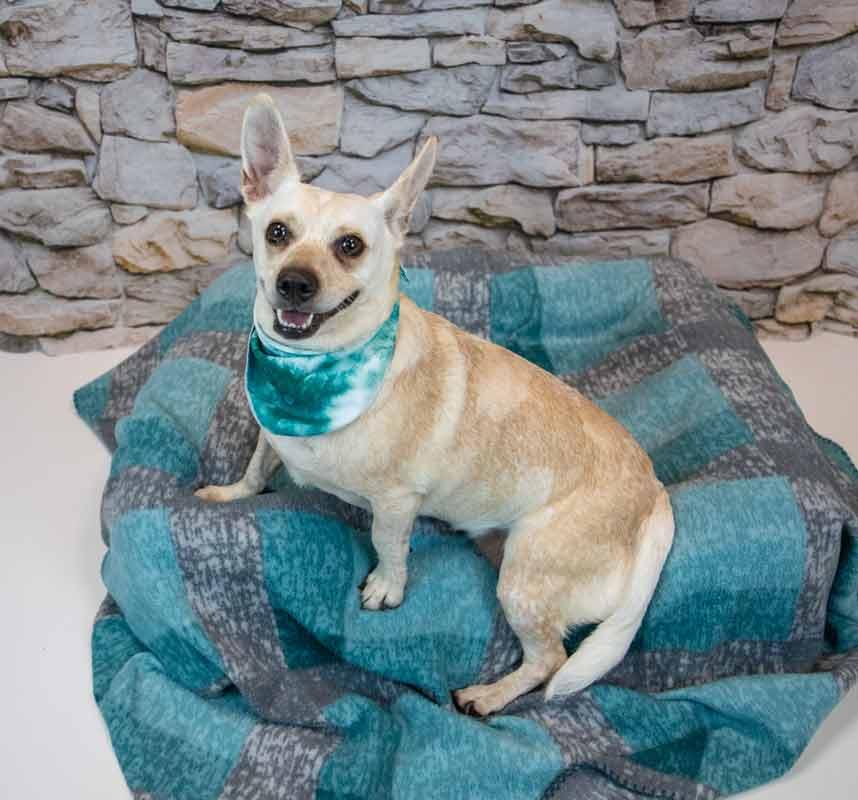 Enlarge Kizzy, a Adopted mixed breed in Kennesaw, GA image 3/6