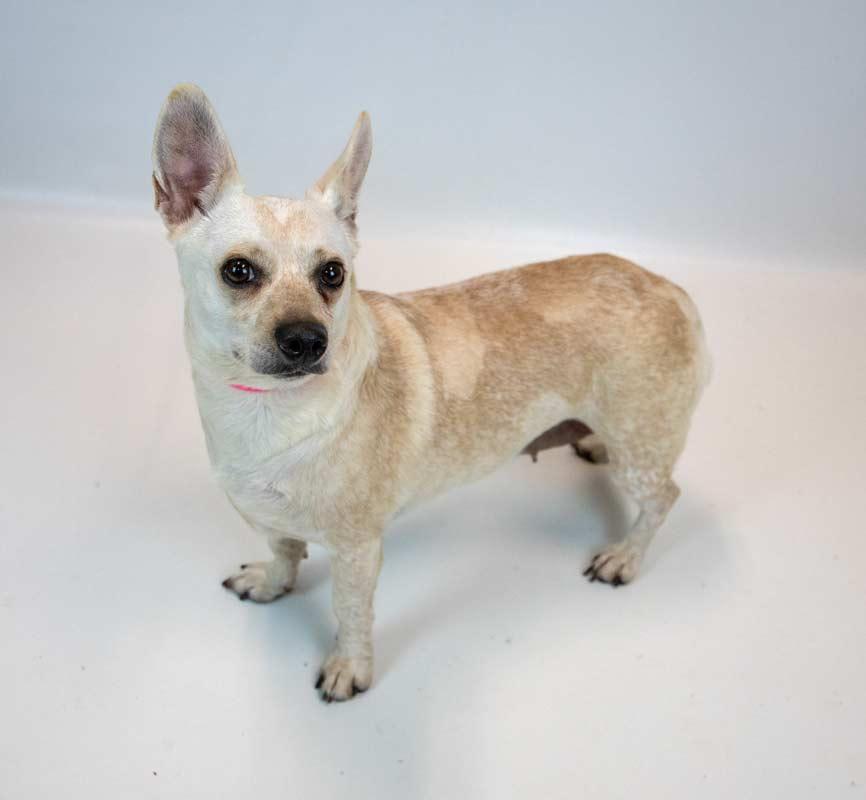 Enlarge Kizzy, a Adopted mixed breed in Kennesaw, GA image 5/6
