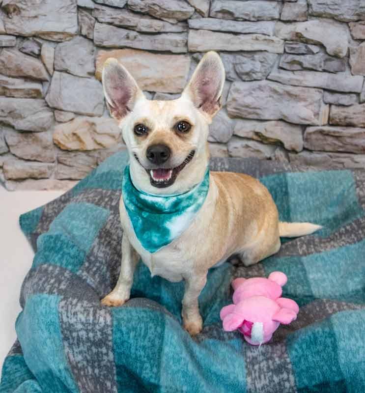 Enlarge Kizzy, a Adopted mixed breed in Kennesaw, GA image 6/6