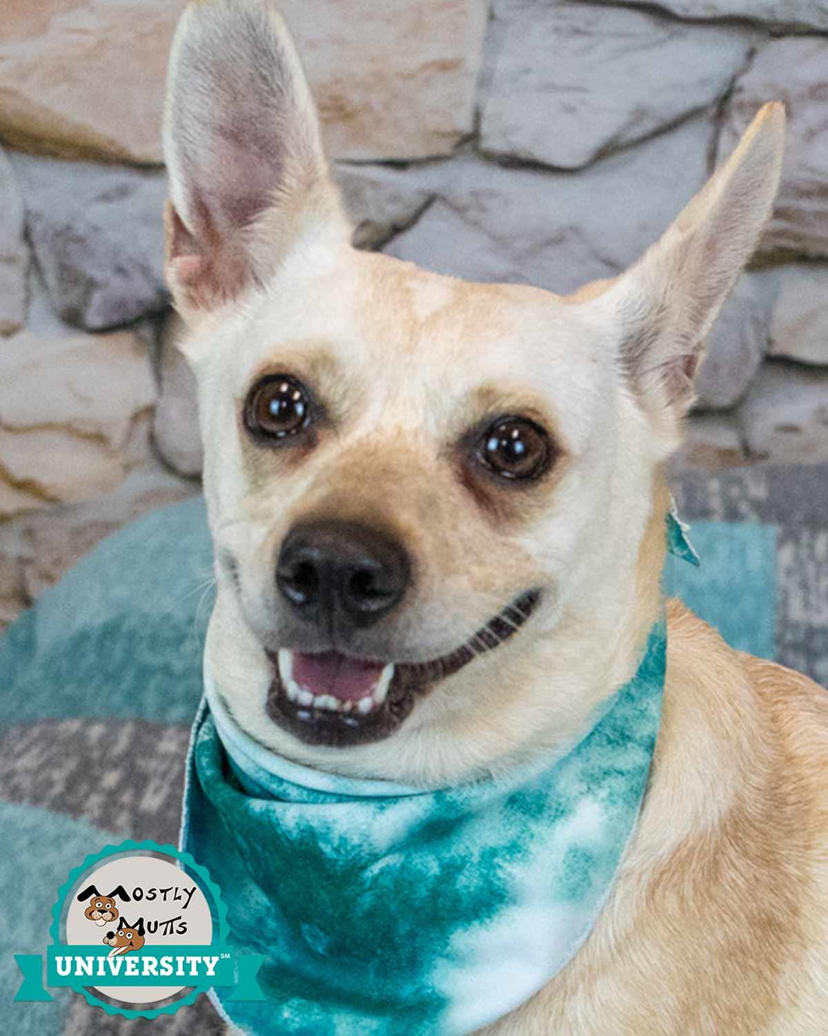Kizzy, Adoptable, Adult Female Jack Russell Terrier & Corgi.