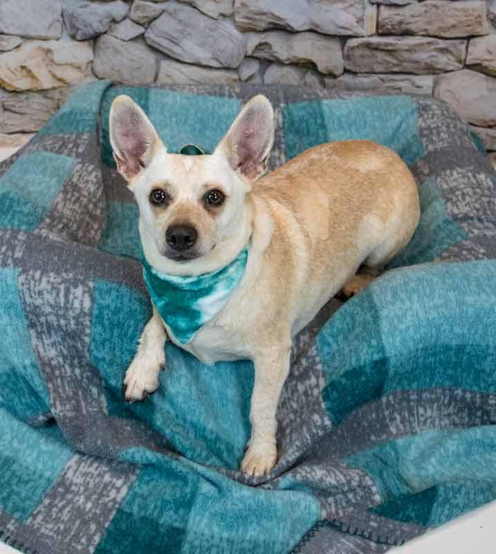 Enlarge Kizzy, a Adopted mixed breed in Kennesaw, GA image 2/6