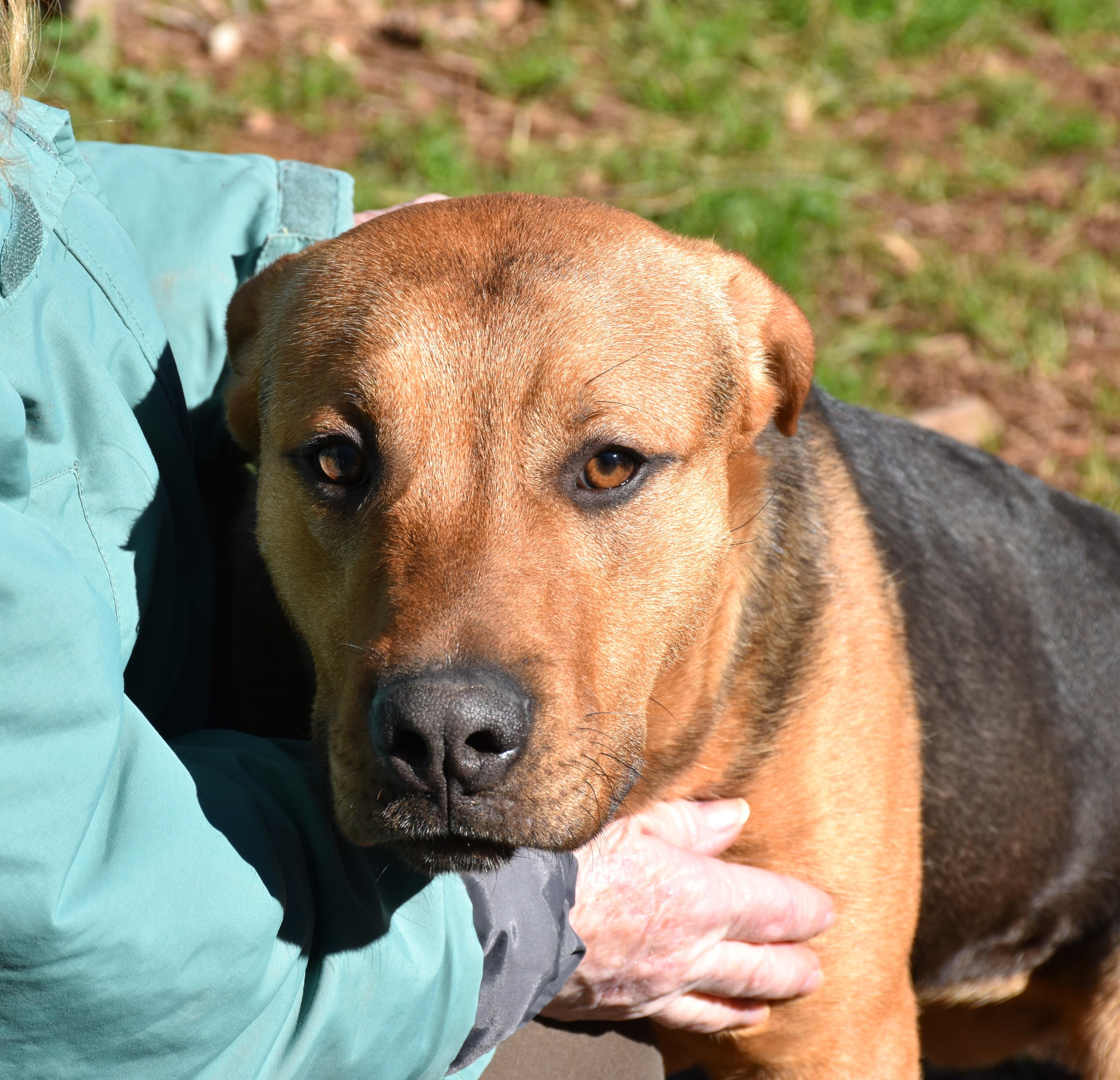 Enlarge Boomer, a ADOPTABLE mixed breed in Wedowee, AL image 3/6
