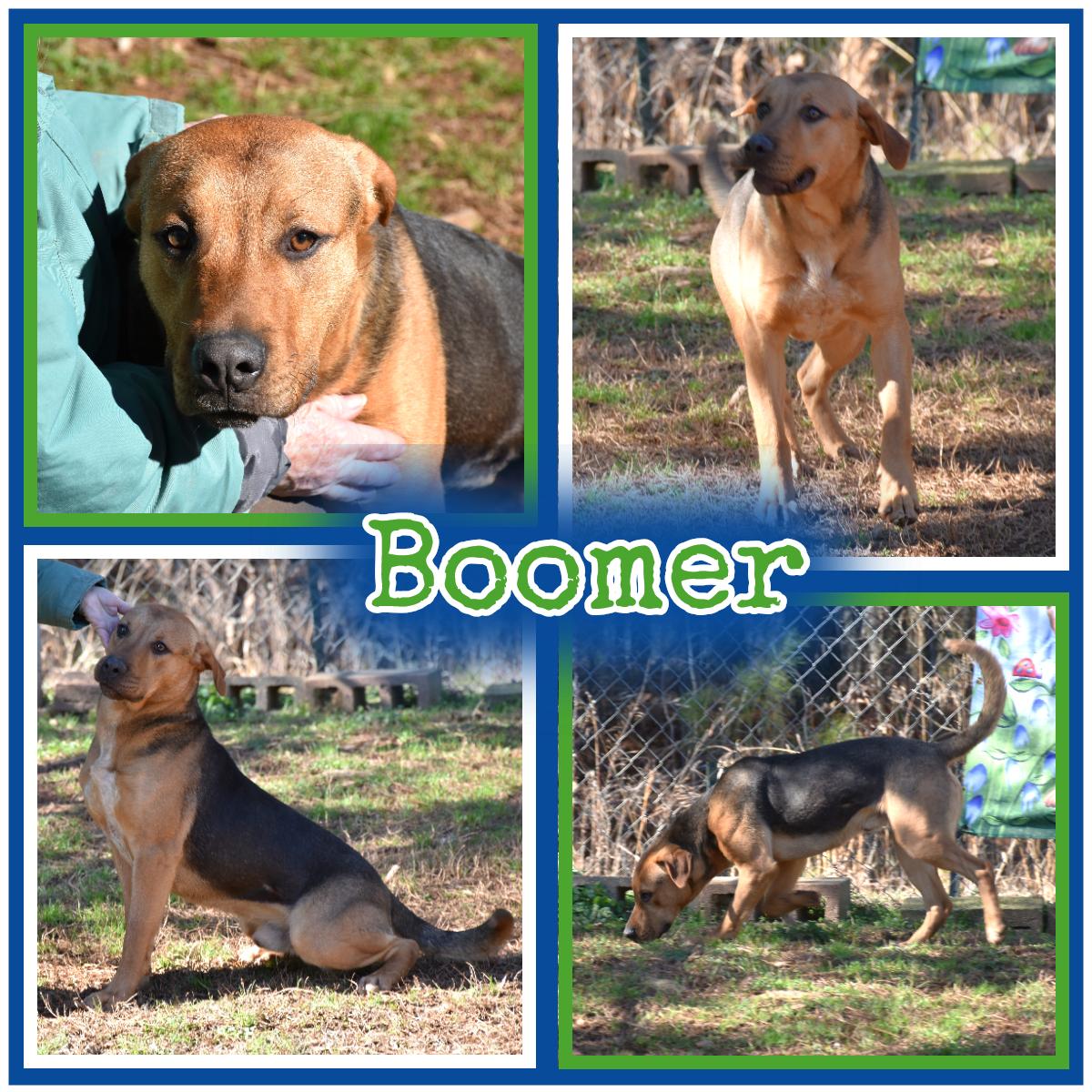 Boomer, ADOPTABLE, Adult Male English Foxhound.