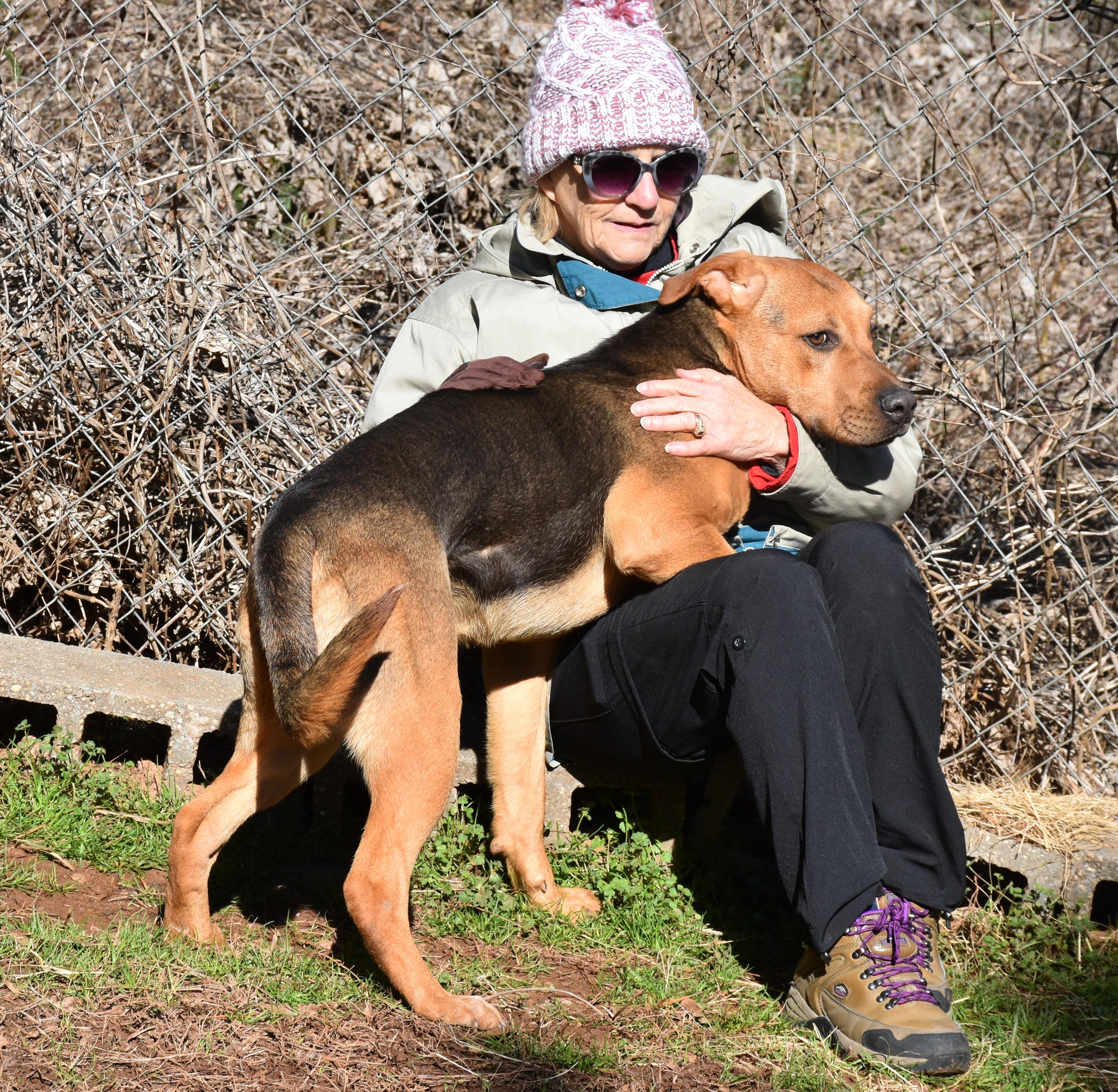 Enlarge Boomer, a ADOPTABLE mixed breed in Wedowee, AL image 2/6