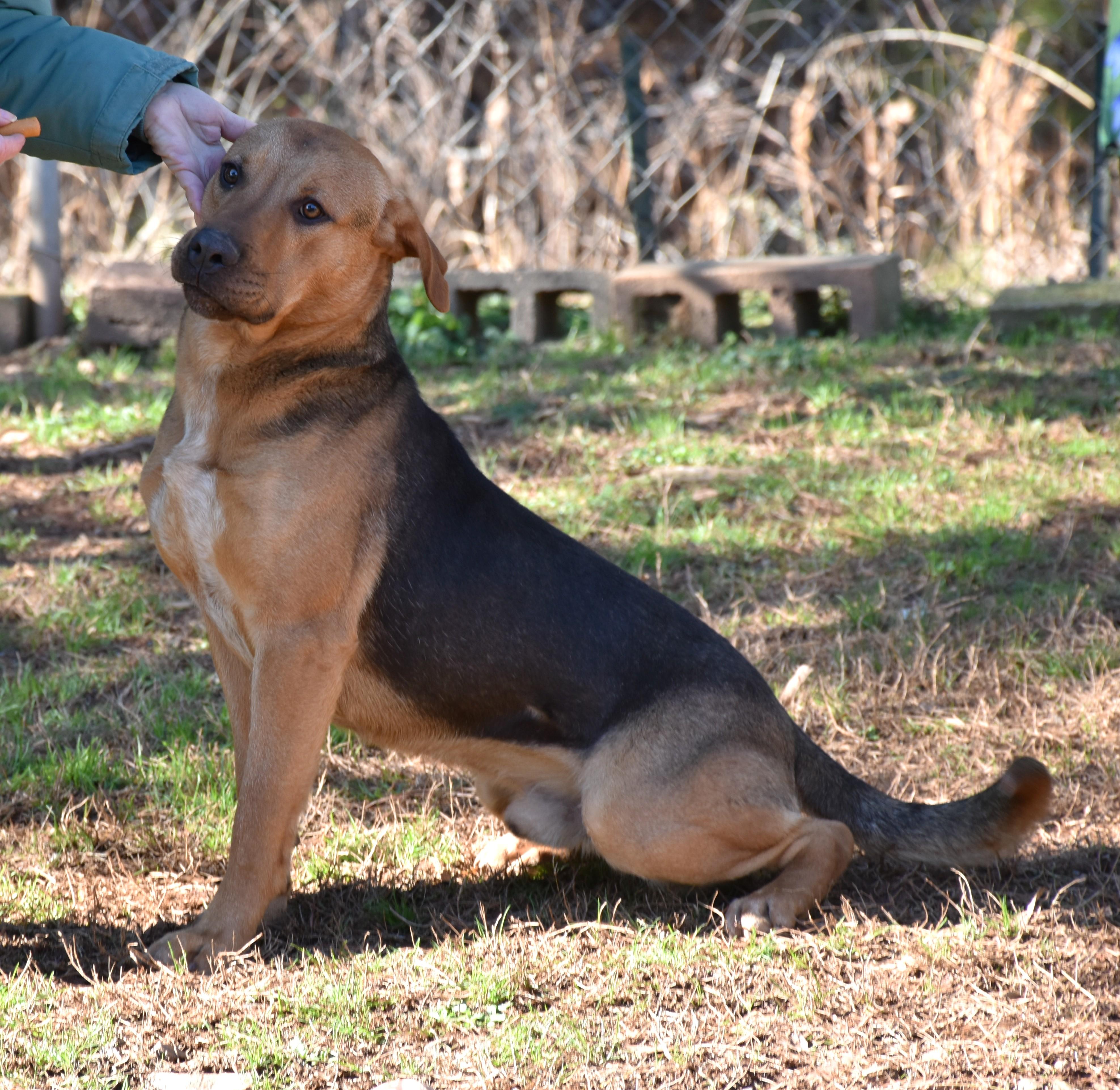 Enlarge Boomer, a ADOPTABLE mixed breed in Wedowee, AL image 6/6