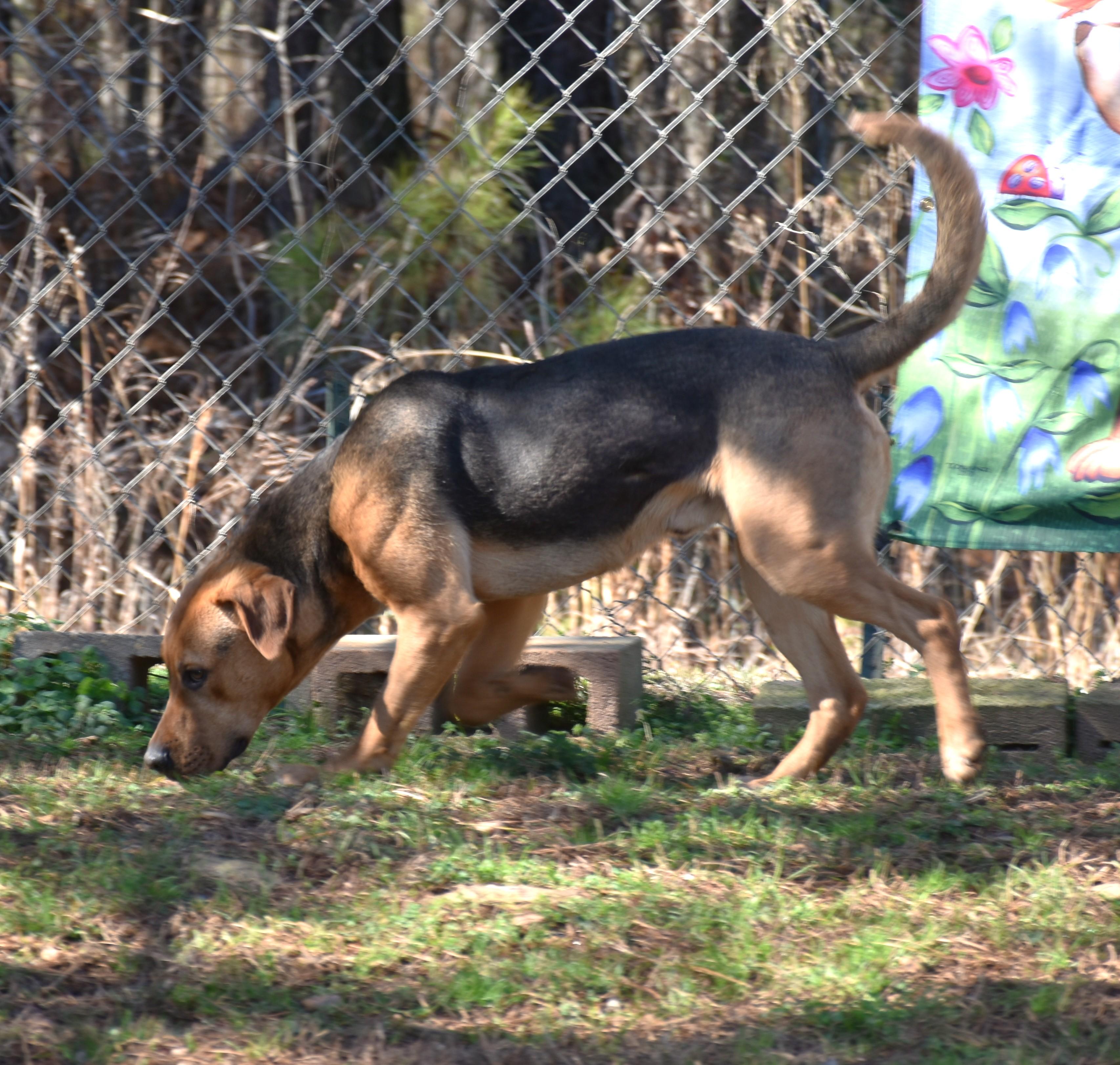 Enlarge Boomer, a ADOPTABLE mixed breed in Wedowee, AL image 4/6