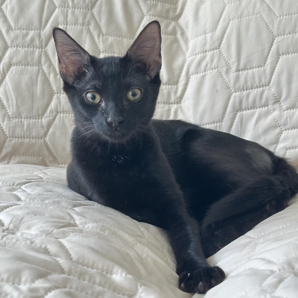 Enlarge Ash, a Adoptable Domestic Short Hair in Miami, FL image 1/5
