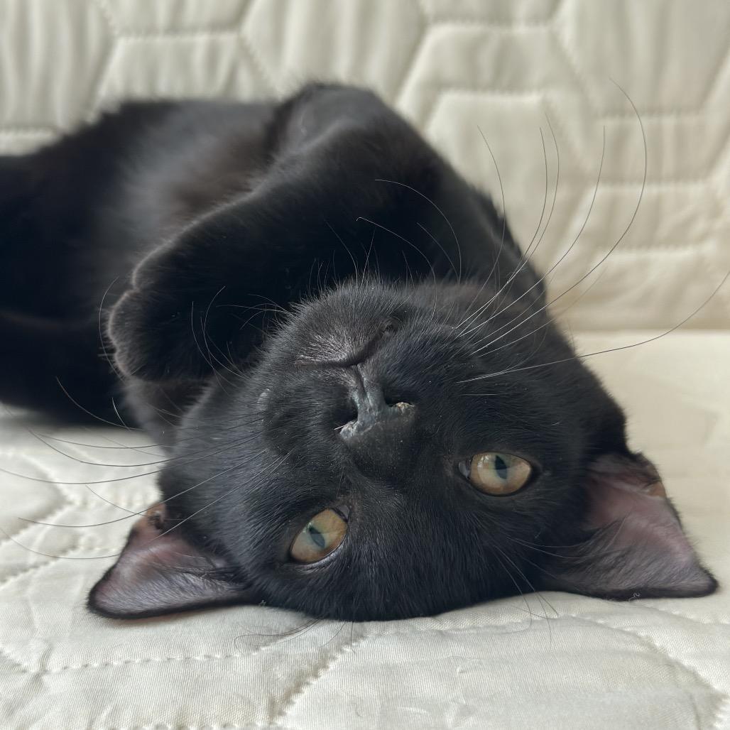 Enlarge Ash, a Adoptable Domestic Short Hair in Miami, FL image 2/5