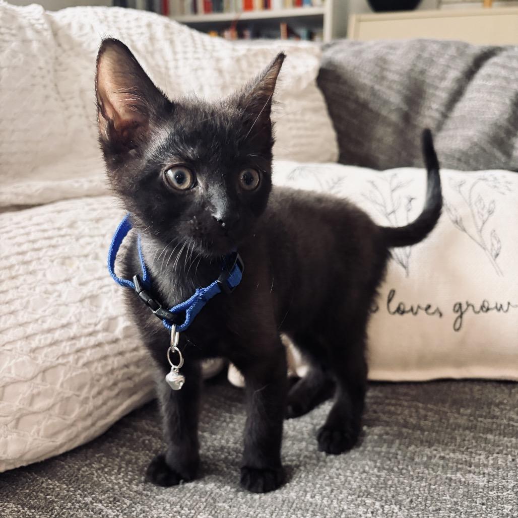 Enlarge Ash, a Adoptable Domestic Short Hair in Miami, FL image 2/5