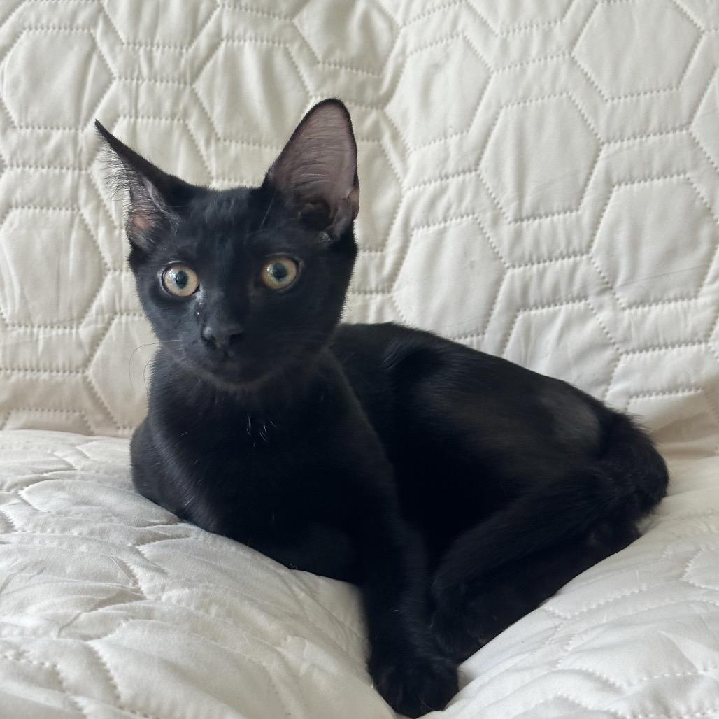 Enlarge Ash, a Adoptable Domestic Short Hair in Miami, FL image 4/5