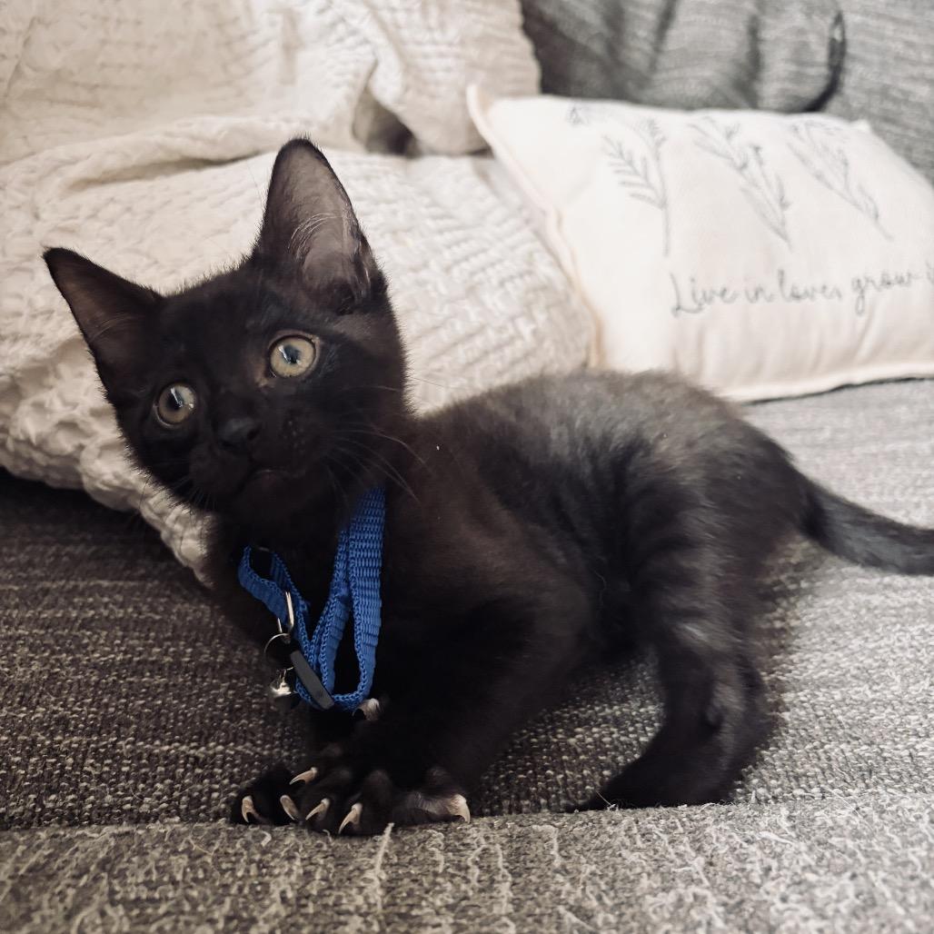 Enlarge Ash, a Adoptable Domestic Short Hair in Miami, FL image 4/5
