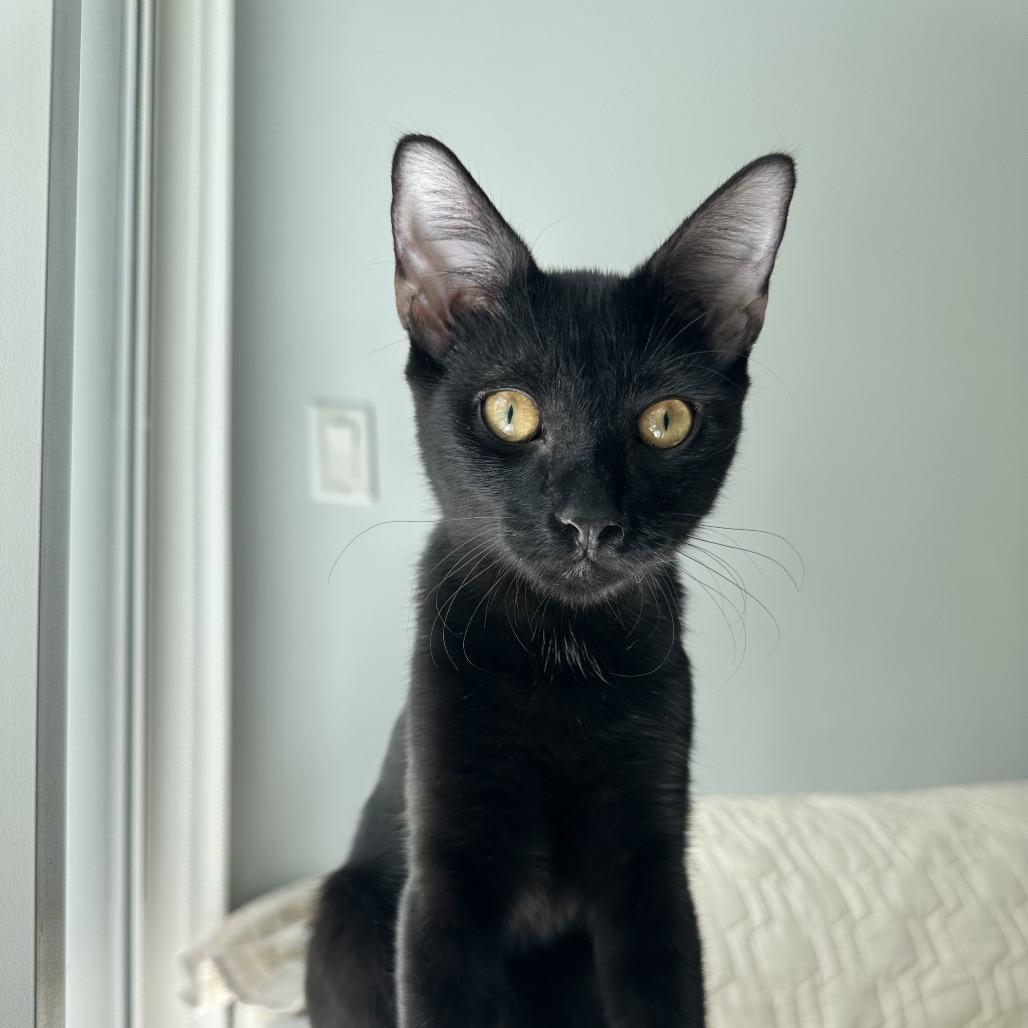 Enlarge Ash, a Adoptable Domestic Short Hair in Miami, FL image 5/5