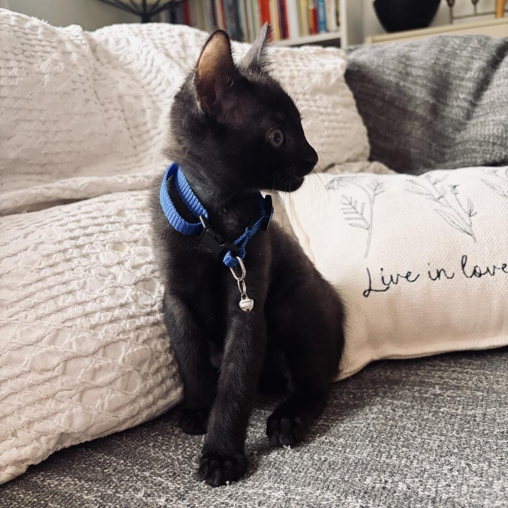 Enlarge Ash, a Adoptable Domestic Short Hair in Miami, FL image 5/5