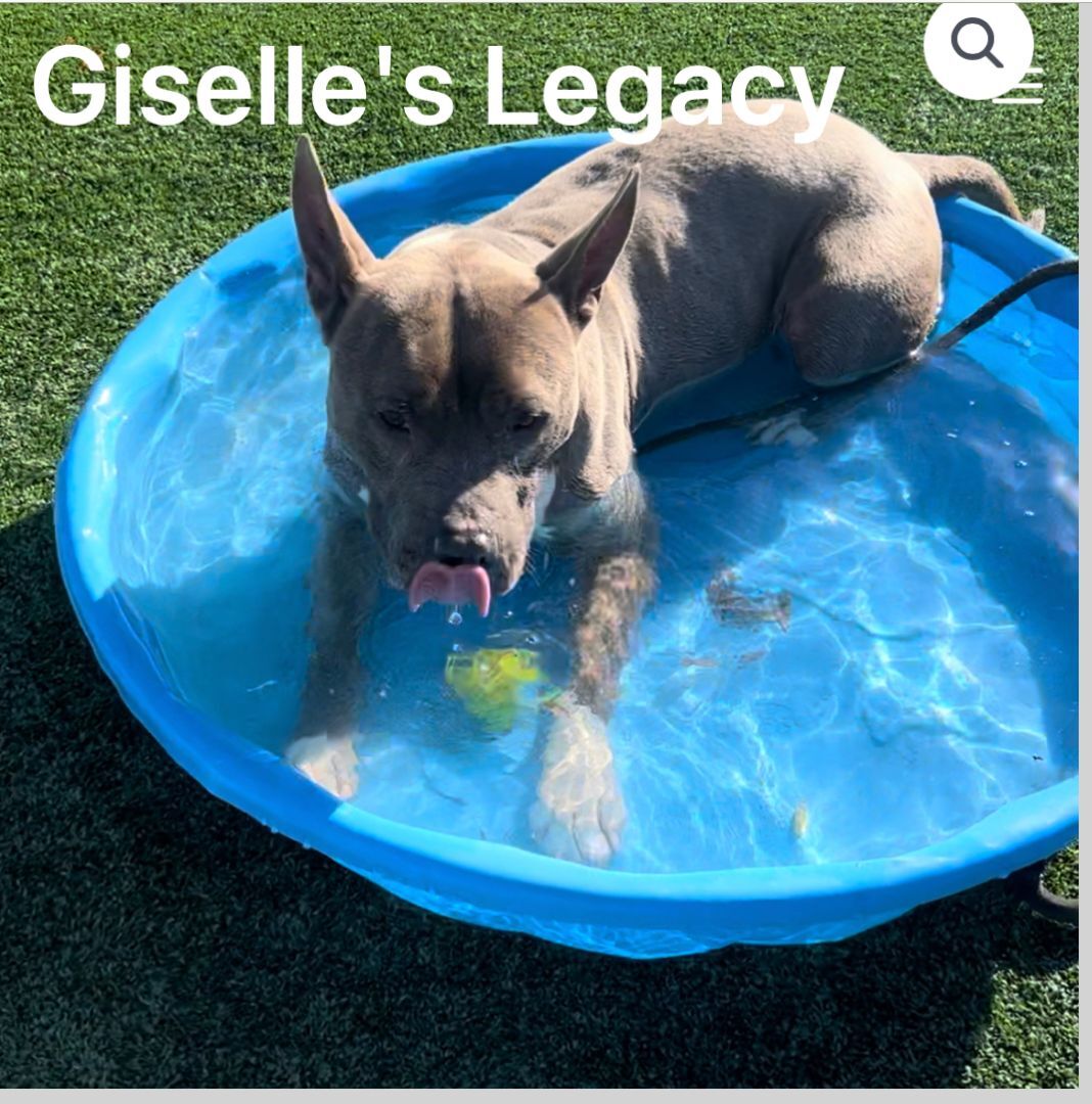 Irondale, an adoptable Pit Bull Terrier in woodland hills, CA, 91364 | Photo Image 1