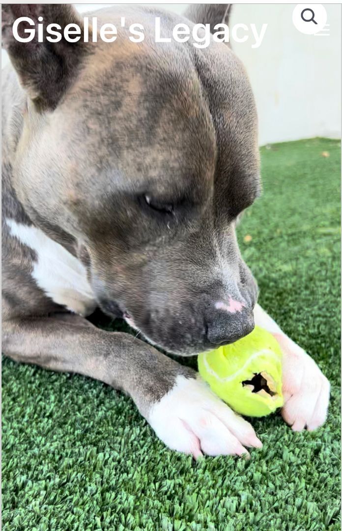 Irondale, an adoptable Pit Bull Terrier in woodland hills, CA, 91364 | Photo Image 5