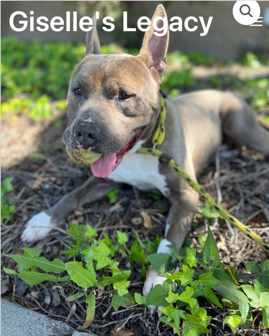 Irondale, an adoptable Pit Bull Terrier in woodland hills, CA, 91364 | Photo Image 3