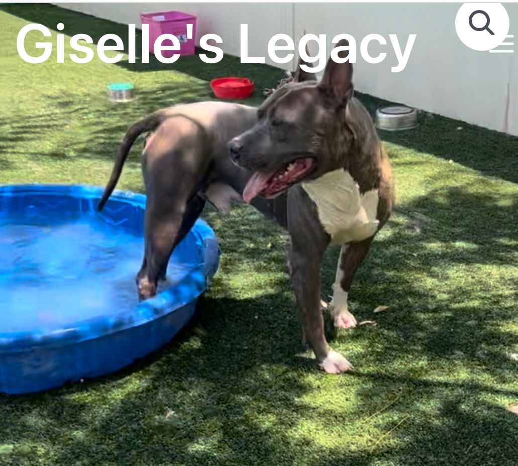 Irondale, an adoptable Pit Bull Terrier in woodland hills, CA, 91364 | Photo Image 2