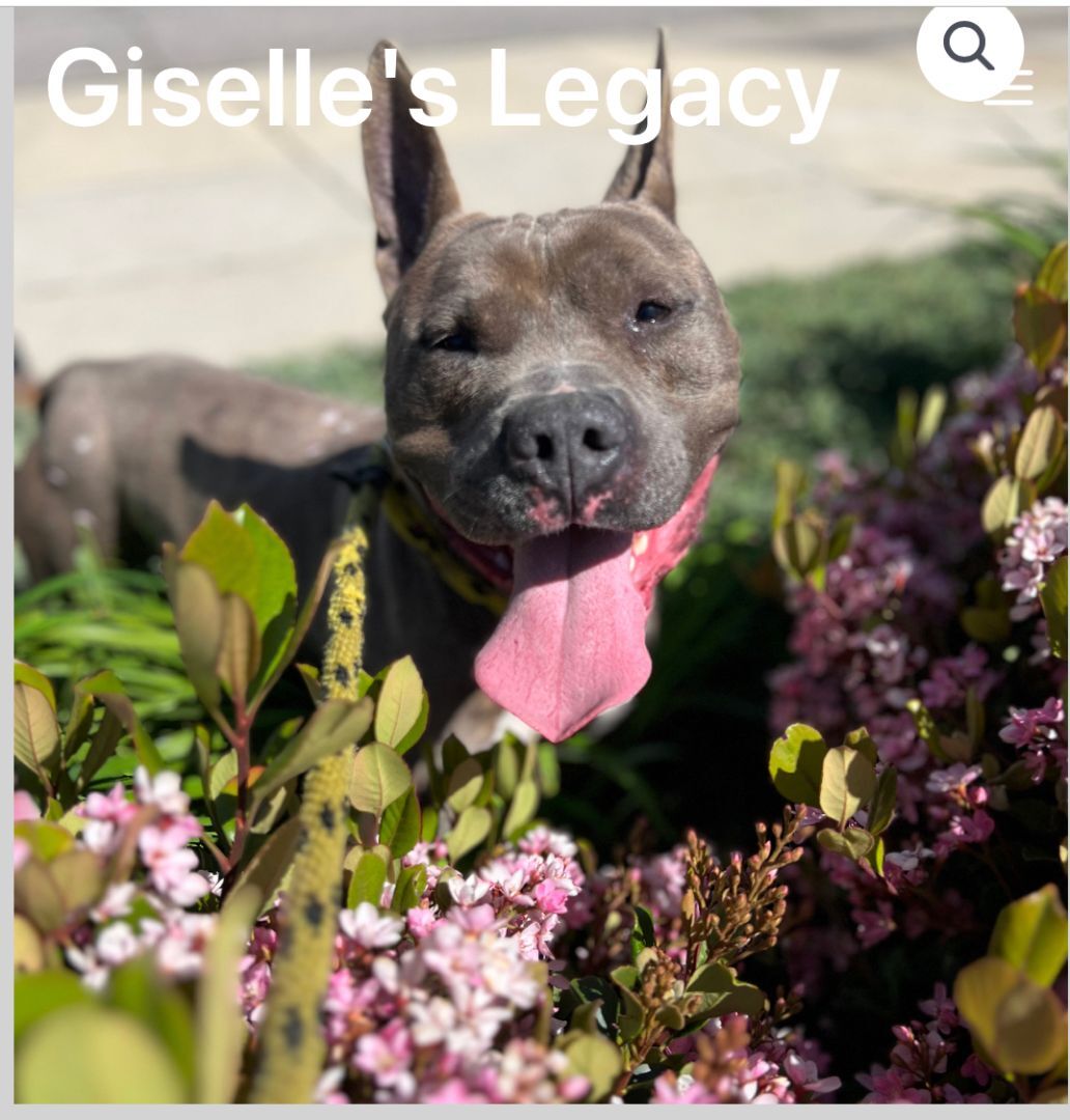 Irondale, an adoptable Pit Bull Terrier in woodland hills, CA, 91364 | Photo Image 4