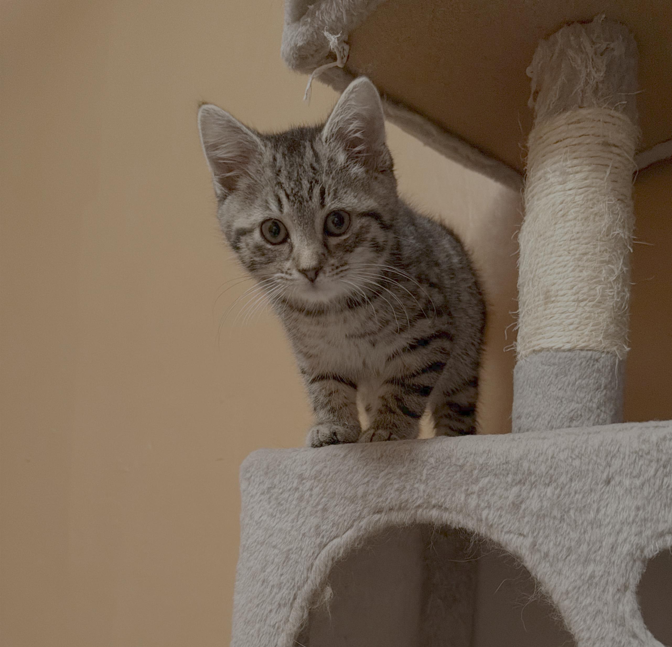 Enlarge Acorn, a Adoptable mixed breed in Bethel Park, PA image 1/1
