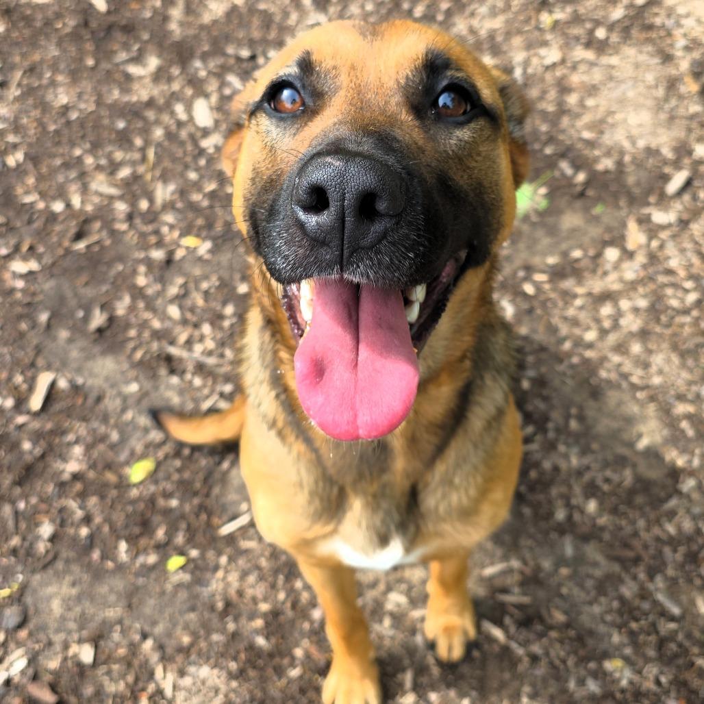 Mouse, Adoptable, Young Female German Shepherd Dog.