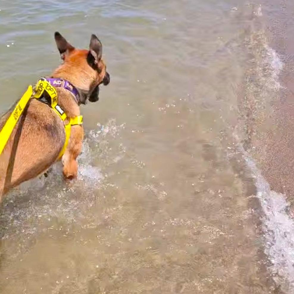 Enlarge Mouse, a Adoptable German Shepherd Dog in Michigan City, IN image 3/5