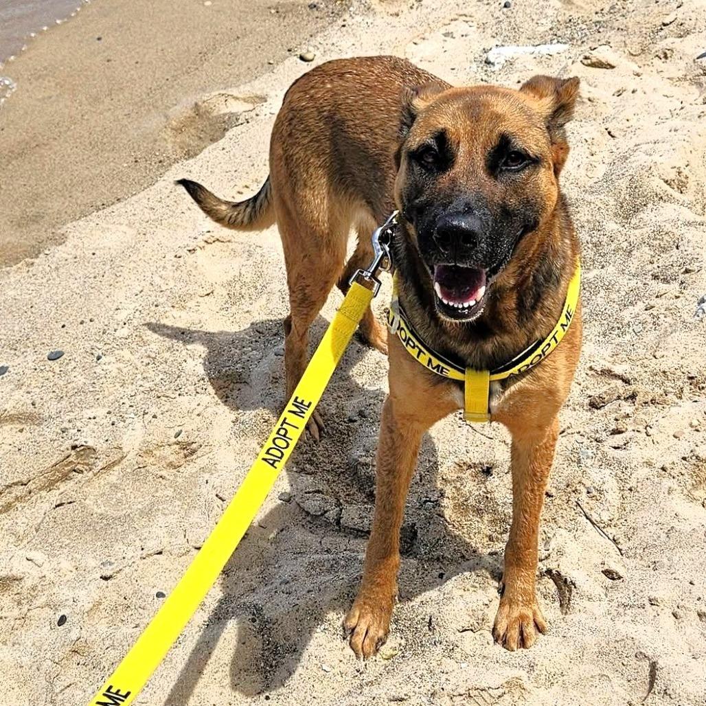 Enlarge Mouse, a Adoptable German Shepherd Dog in Michigan City, IN image 4/5
