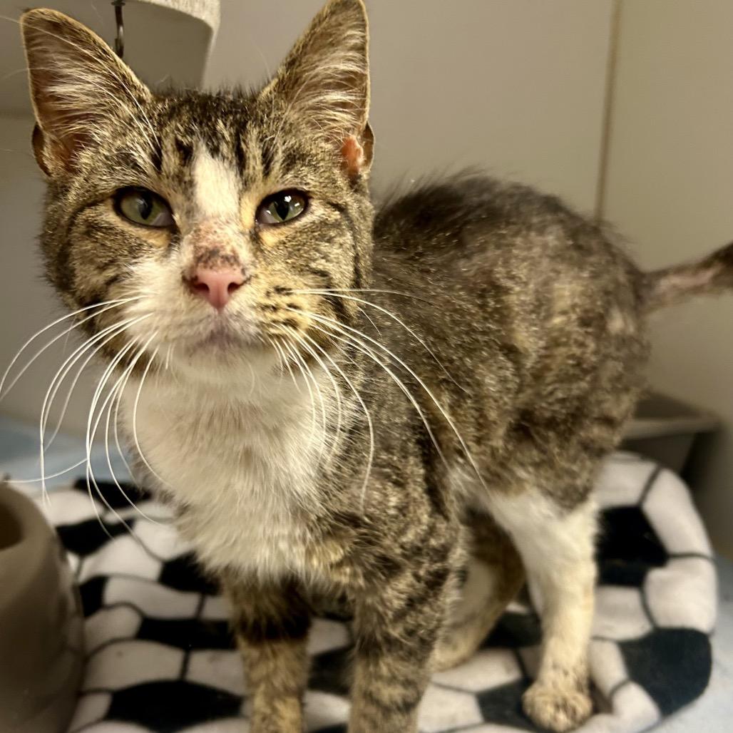 Chevelle, Adoptable, Young Male Domestic Short Hair.