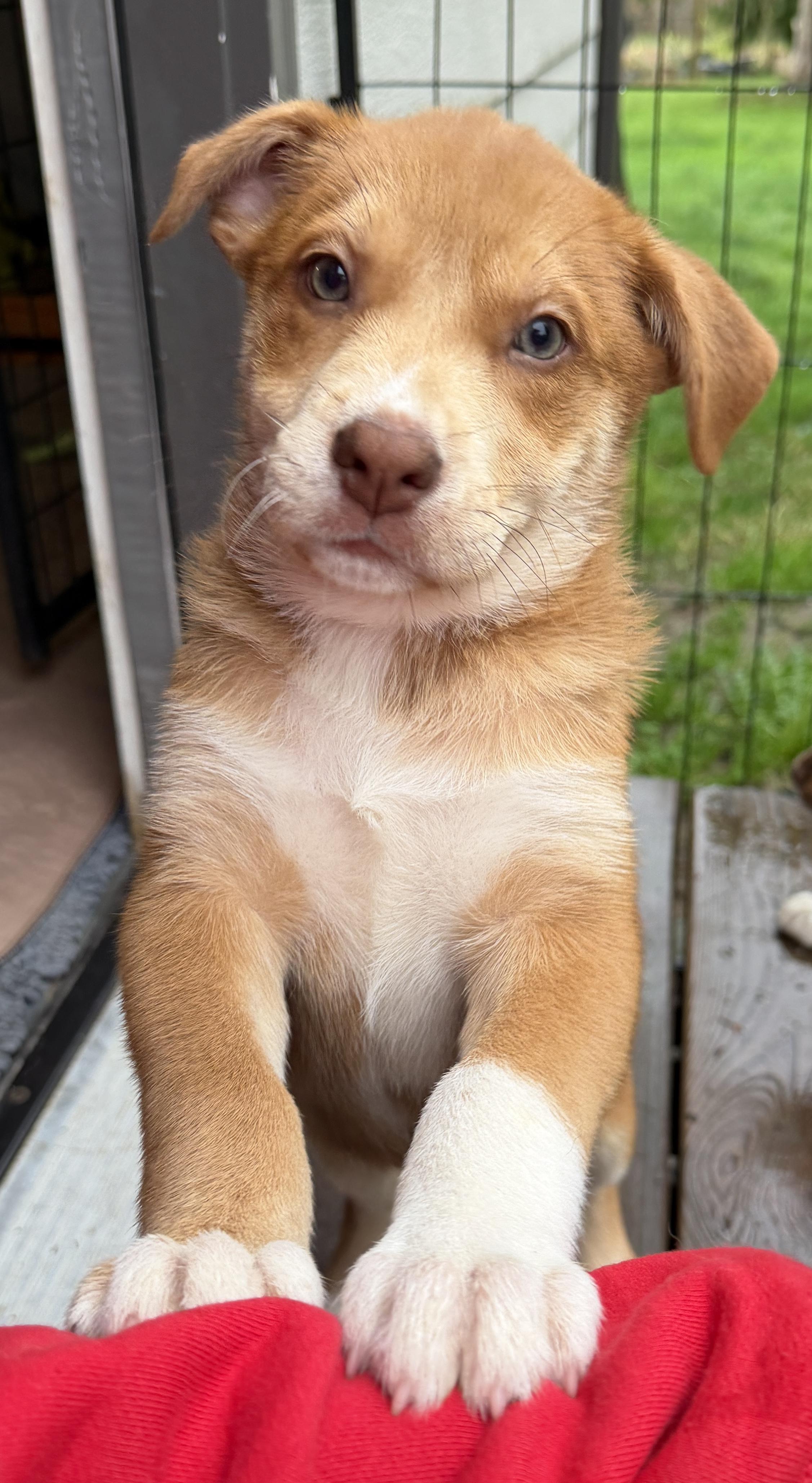 Enlarge Summer (Yellowstone litter), an adoptable mixed breed in Silvana, WA image 2/6