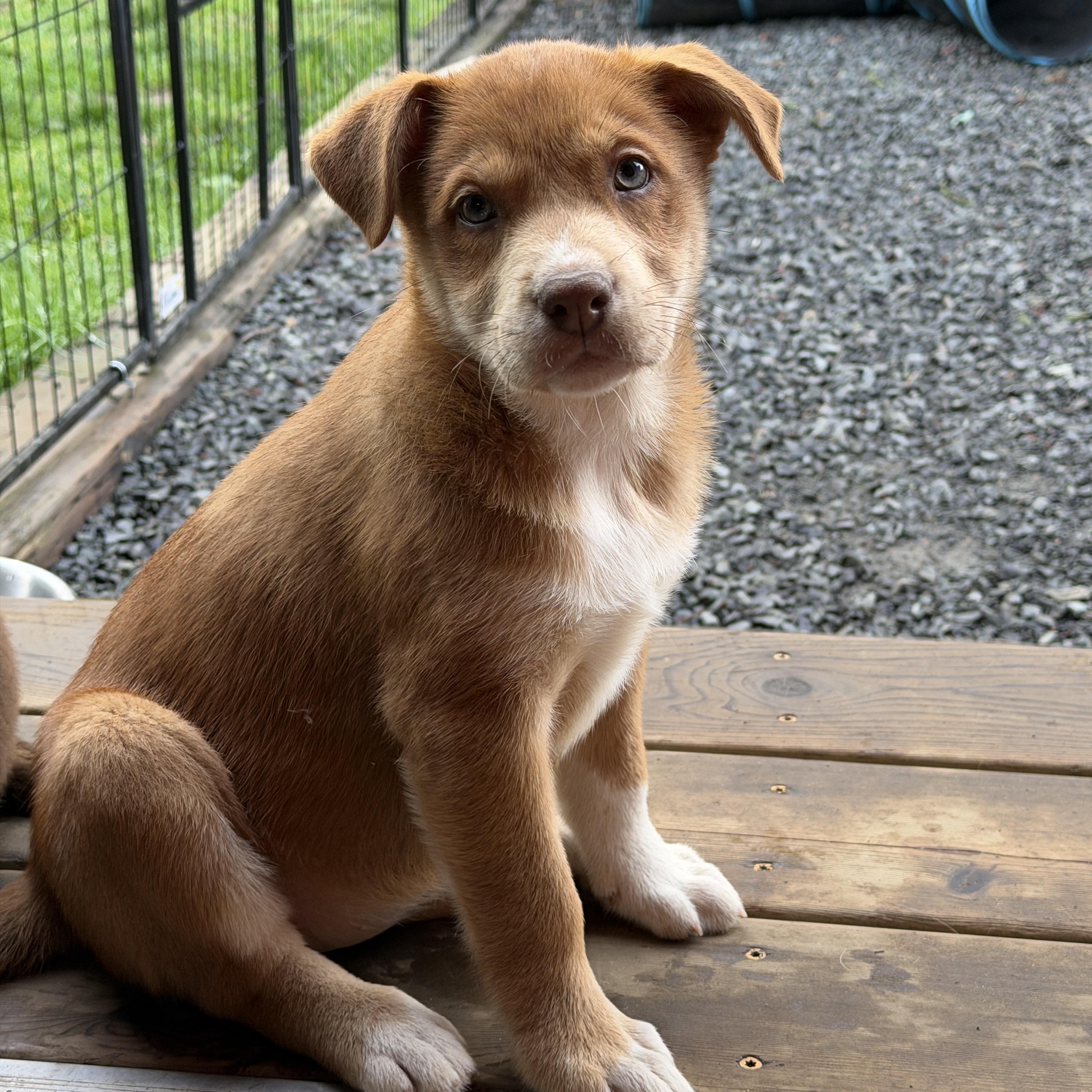Enlarge Summer (Yellowstone litter), an adoptable mixed breed in Silvana, WA image 4/6