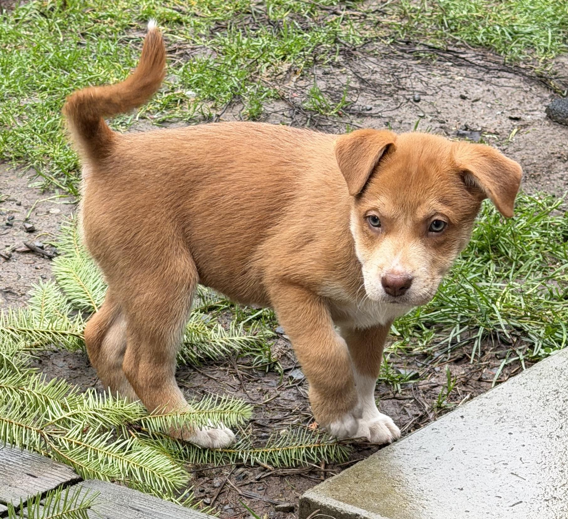 Enlarge Summer (Yellowstone litter), an adoptable mixed breed in Silvana, WA image 3/6