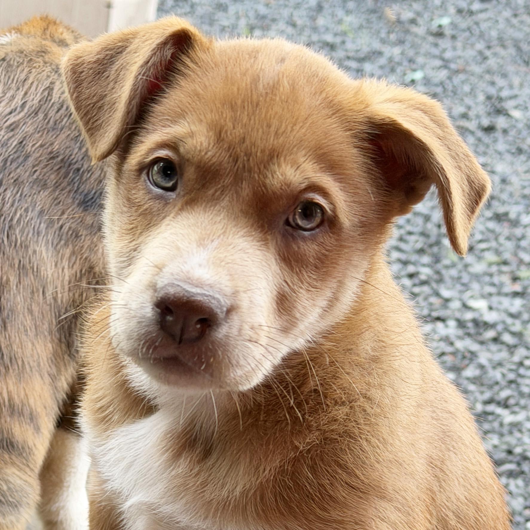 Enlarge Summer (Yellowstone litter), an adoptable mixed breed in Silvana, WA image 1/6