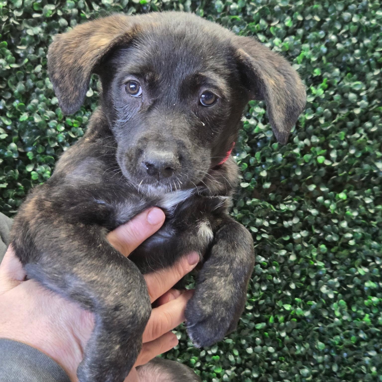 Enlarge Harper, an adopted Black Labrador Retriever in Brentwood, TN image 2/2