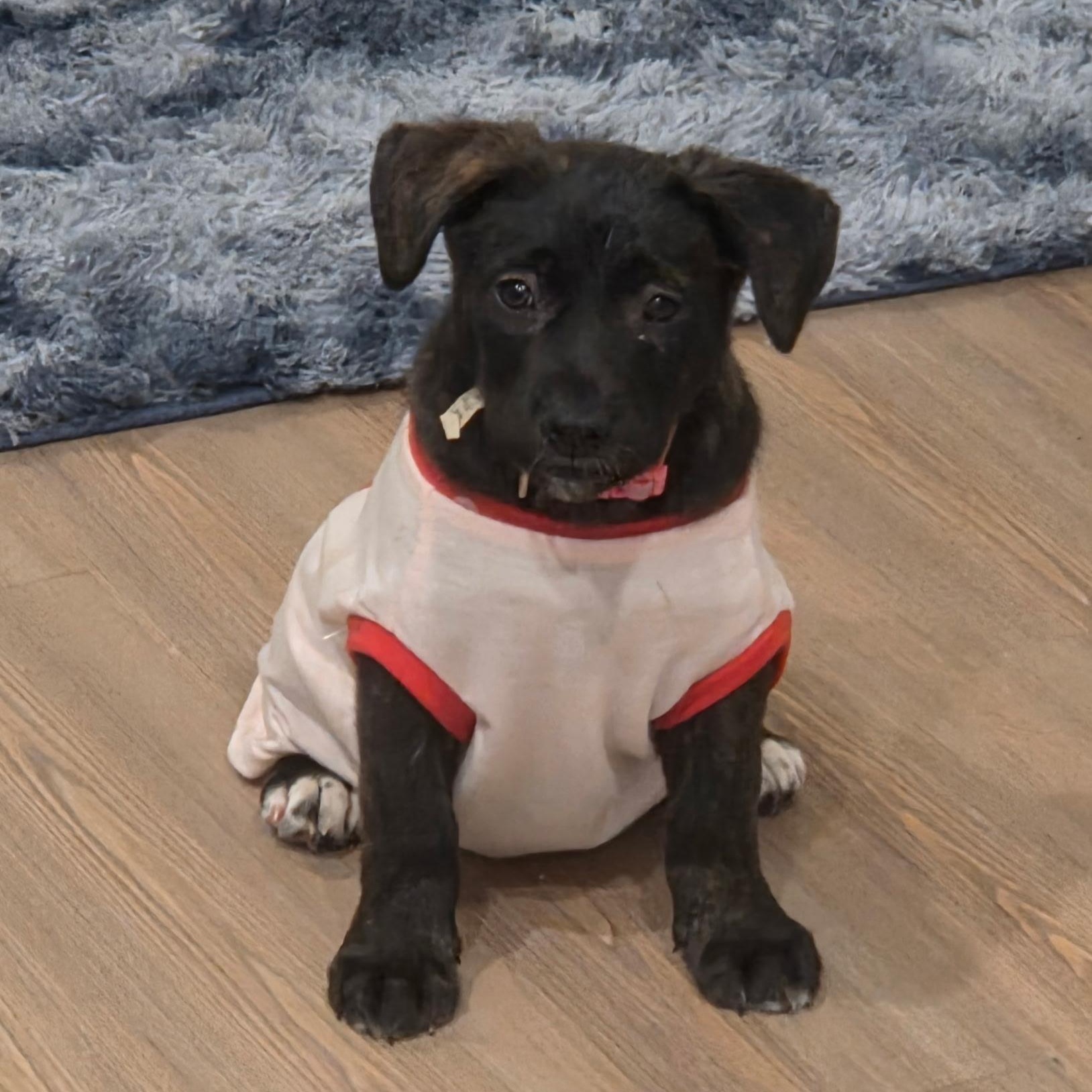 Harper, ADOPTABLE, Puppy Female Black Labrador Retriever.