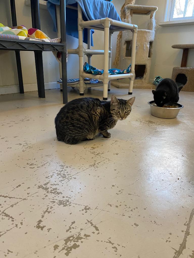 Enlarge Arthur, a Adoptable mixed breed in Bourbonnais, IL image 2/4