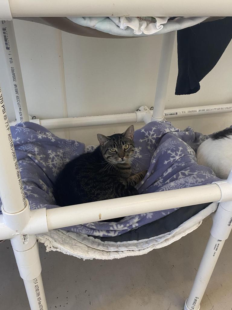 Enlarge Arthur, a Adoptable mixed breed in Bourbonnais, IL image 4/4