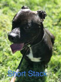 Short Stack, Adoptable, Adult Male Pit Bull Terrier.