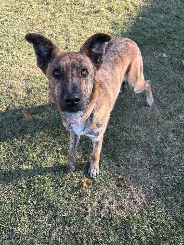 Zira, Adoptable, Adult Female Dutch Shepherd.