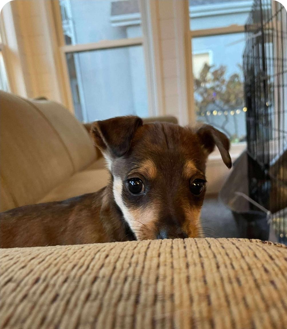 Jennelle, an adoptable Chihuahua, Mixed Breed in Winnipeg, MB, R3E 2Z9 | Photo Image 3