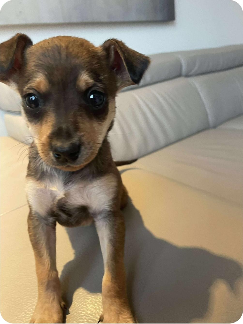 Jennelle, an adoptable Chihuahua, Mixed Breed in Winnipeg, MB, R3E 2Z9 | Photo Image 1